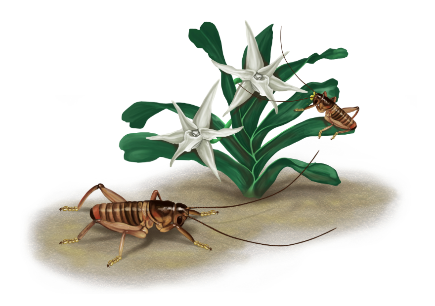Illustration of Pollinating Raspy Crickets by Domenic Pennetta